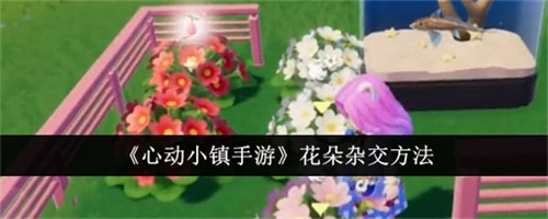 心动小镇手游花朵怎么杂交 花朵杂交技巧指南(心动小镇手游安卓版最新下载)